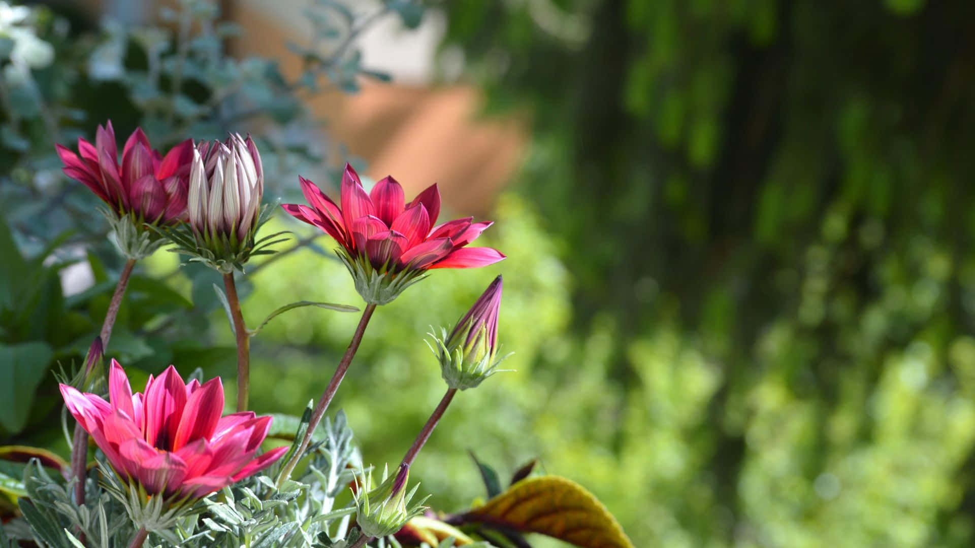 Rosa Blomster I Grøn Have Wallpaper