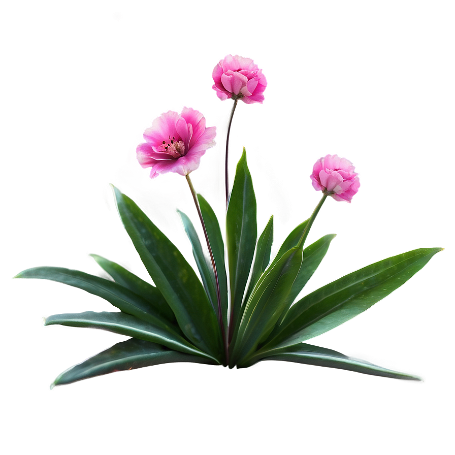 Pink Flowers Isolated Png Qdq16 PNG