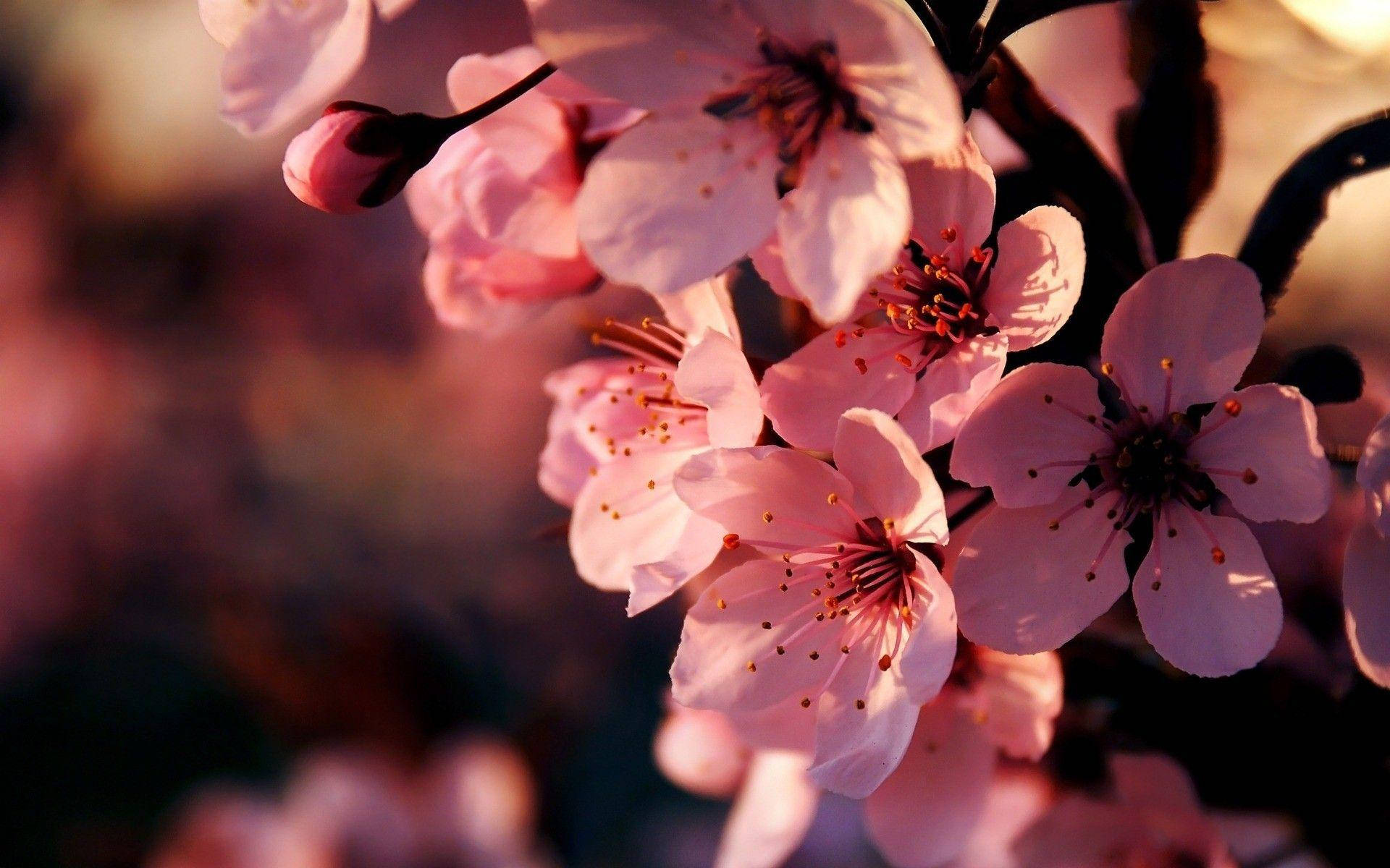 Pink Flowers Of Cherry Blossom Wallpaper