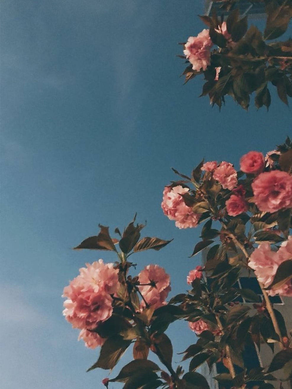 Pink Flowers On Skies Iphone X Nature