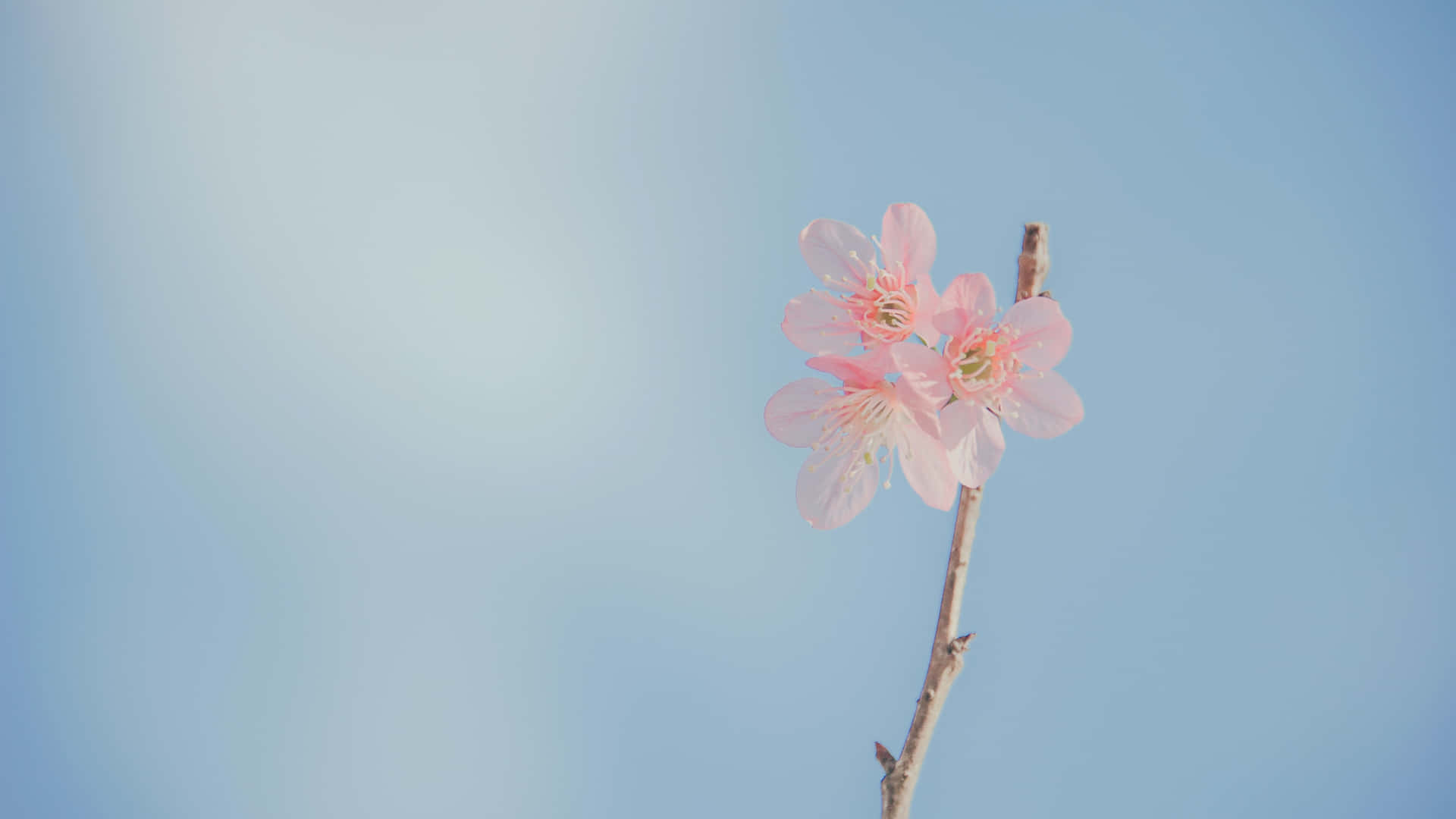 Pink Flowers On Small Branch Picture