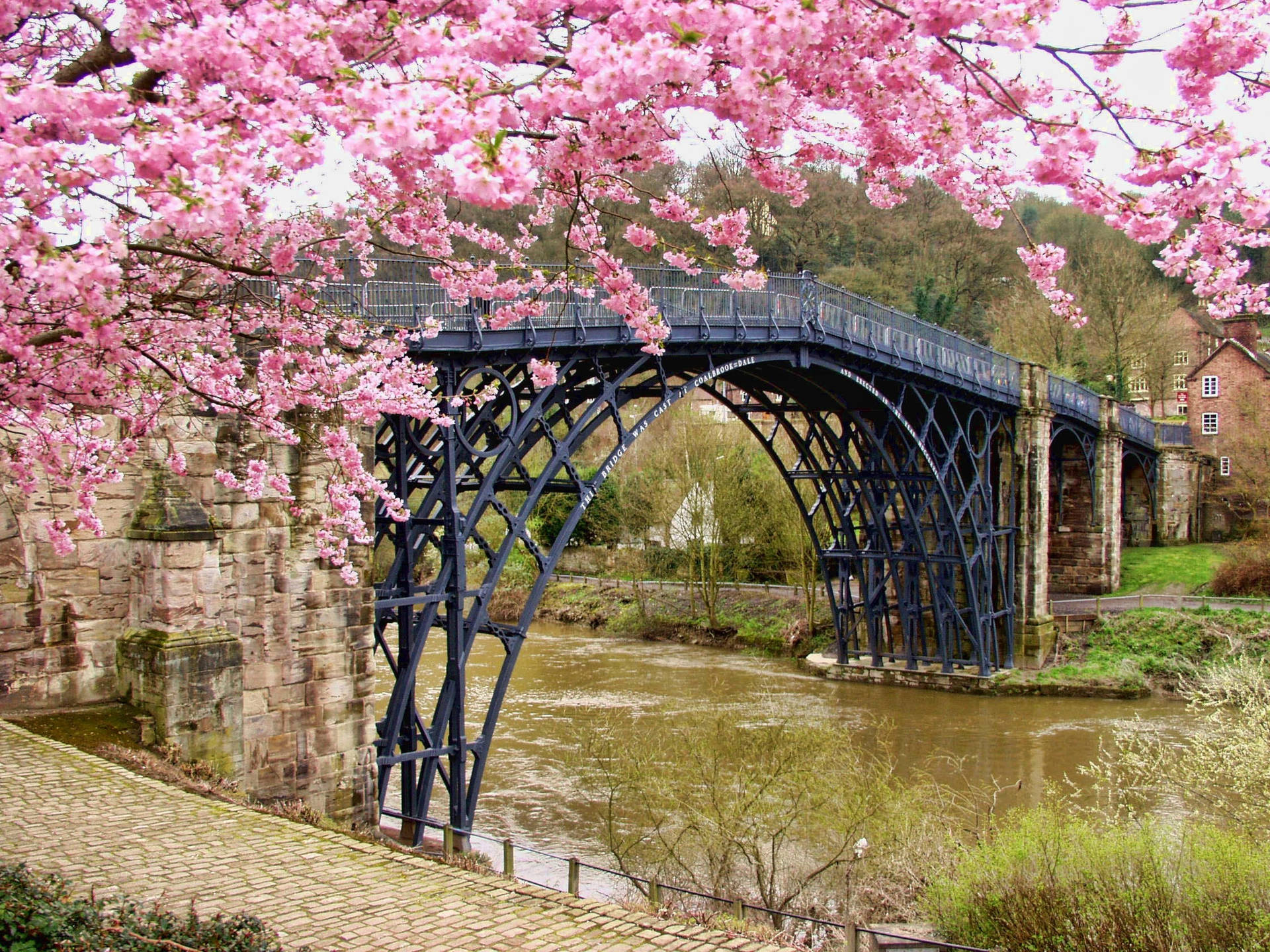 Pink Flowers Tree With River View