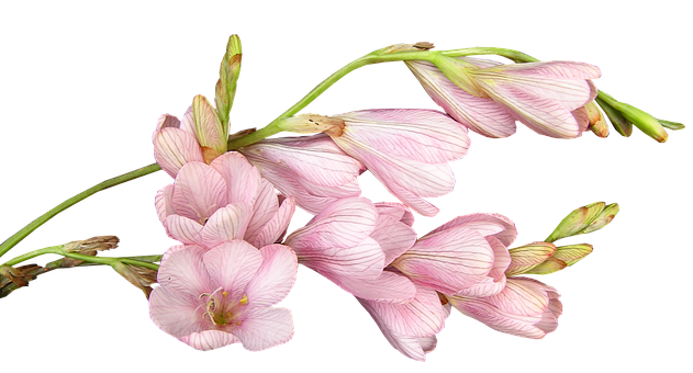 Pink Freesia Flowers Black Background PNG