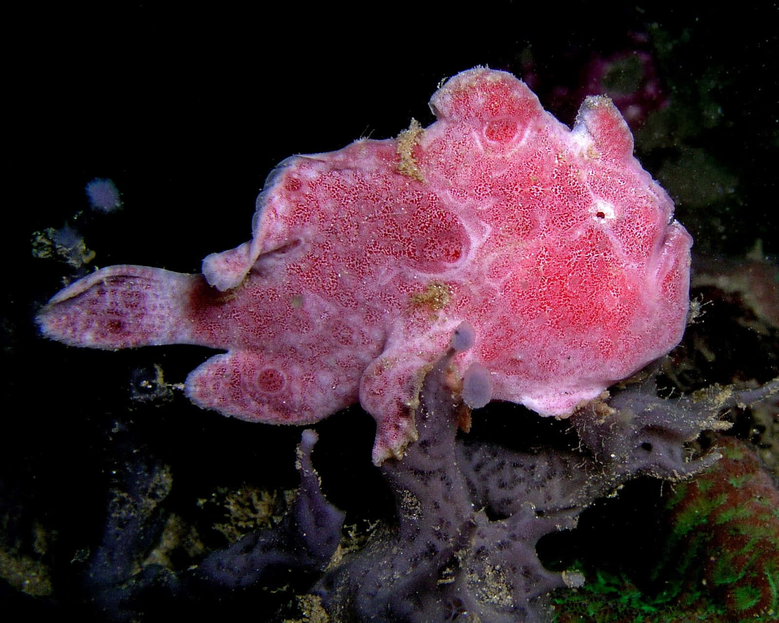 Pink Frogfish Underwater Camouflage Wallpaper