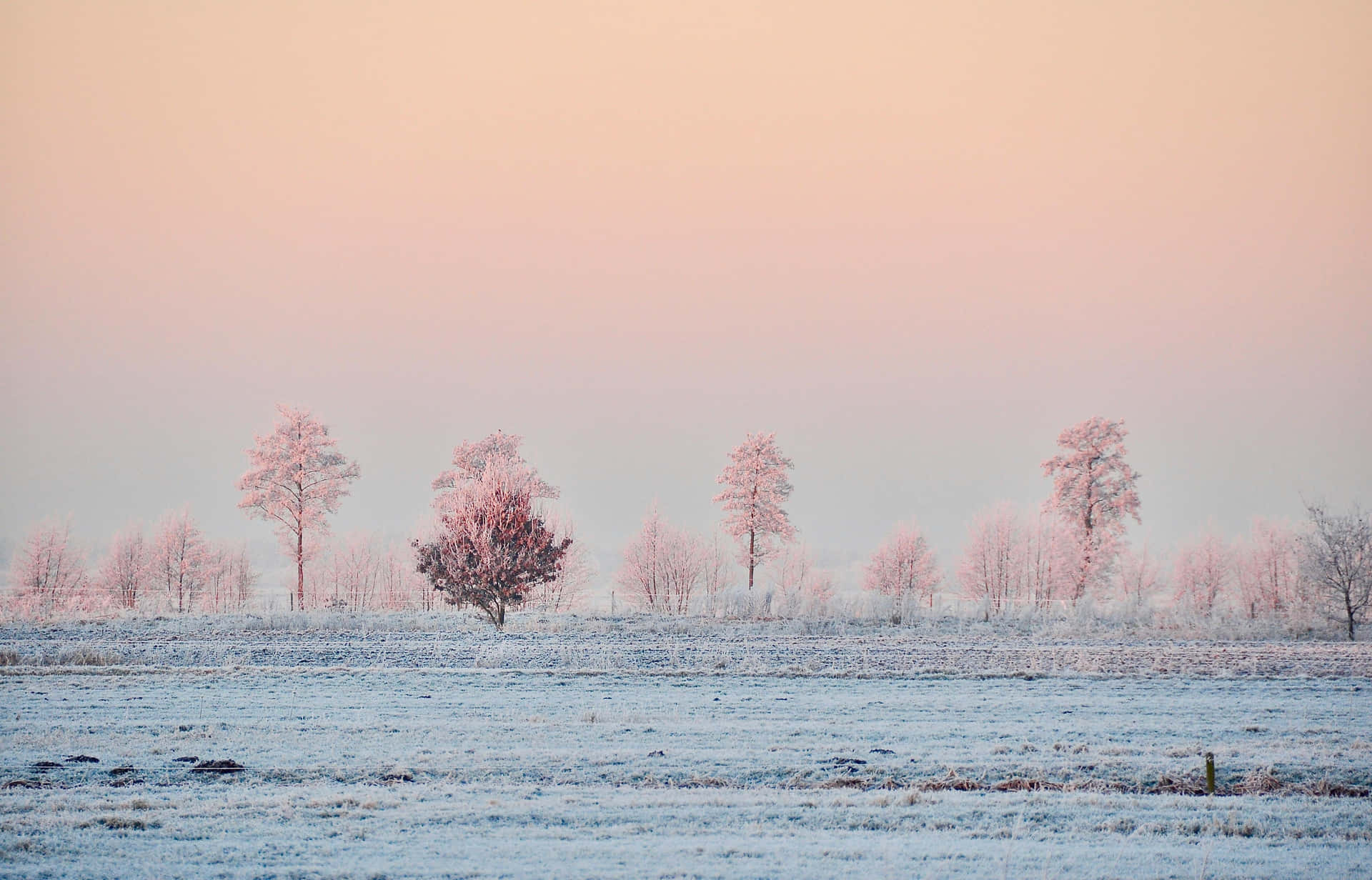 Roze Vorst Winterlandschap Achtergrond