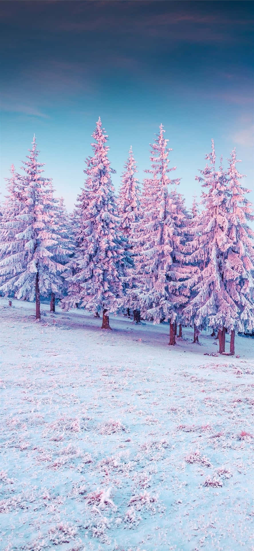 Pink Frosted Winter Forest.jpg Wallpaper