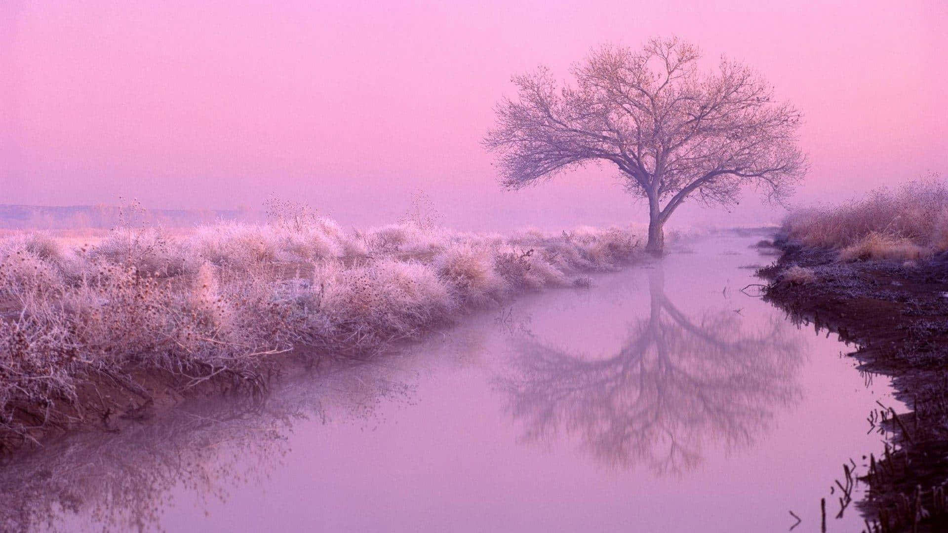 Pink Frosty Sunrise Reflection Wallpaper