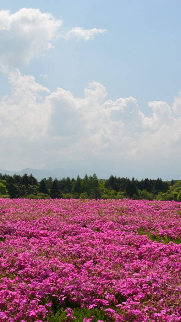 Pink Garden Of Flower Iphone Wallpaper