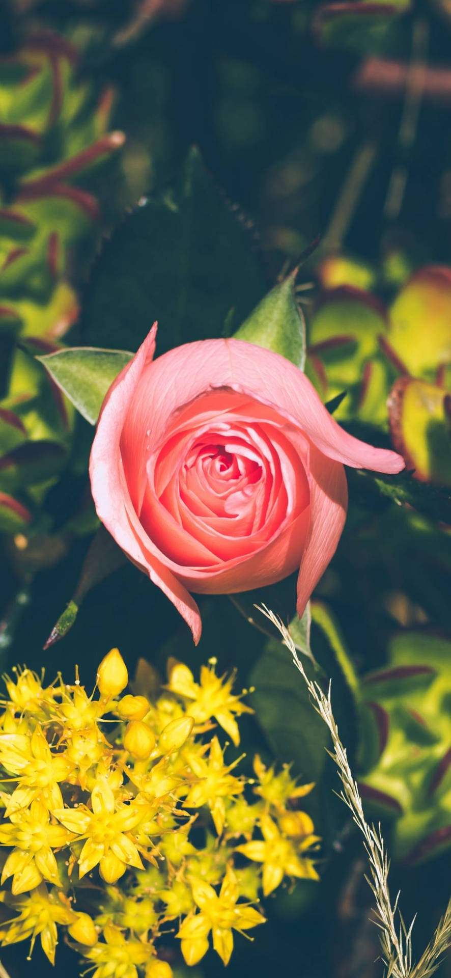 Hintergrundbildfür Das Smartphone Mit Einer Rosa Gartenrosenblume. Wallpaper