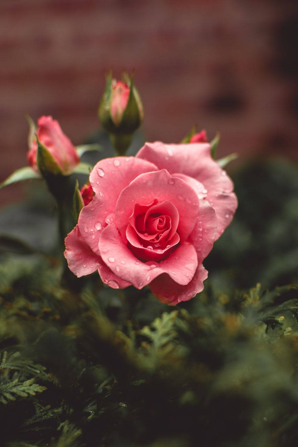 Rosaträdgårdsrosa Blommor Wallpaper