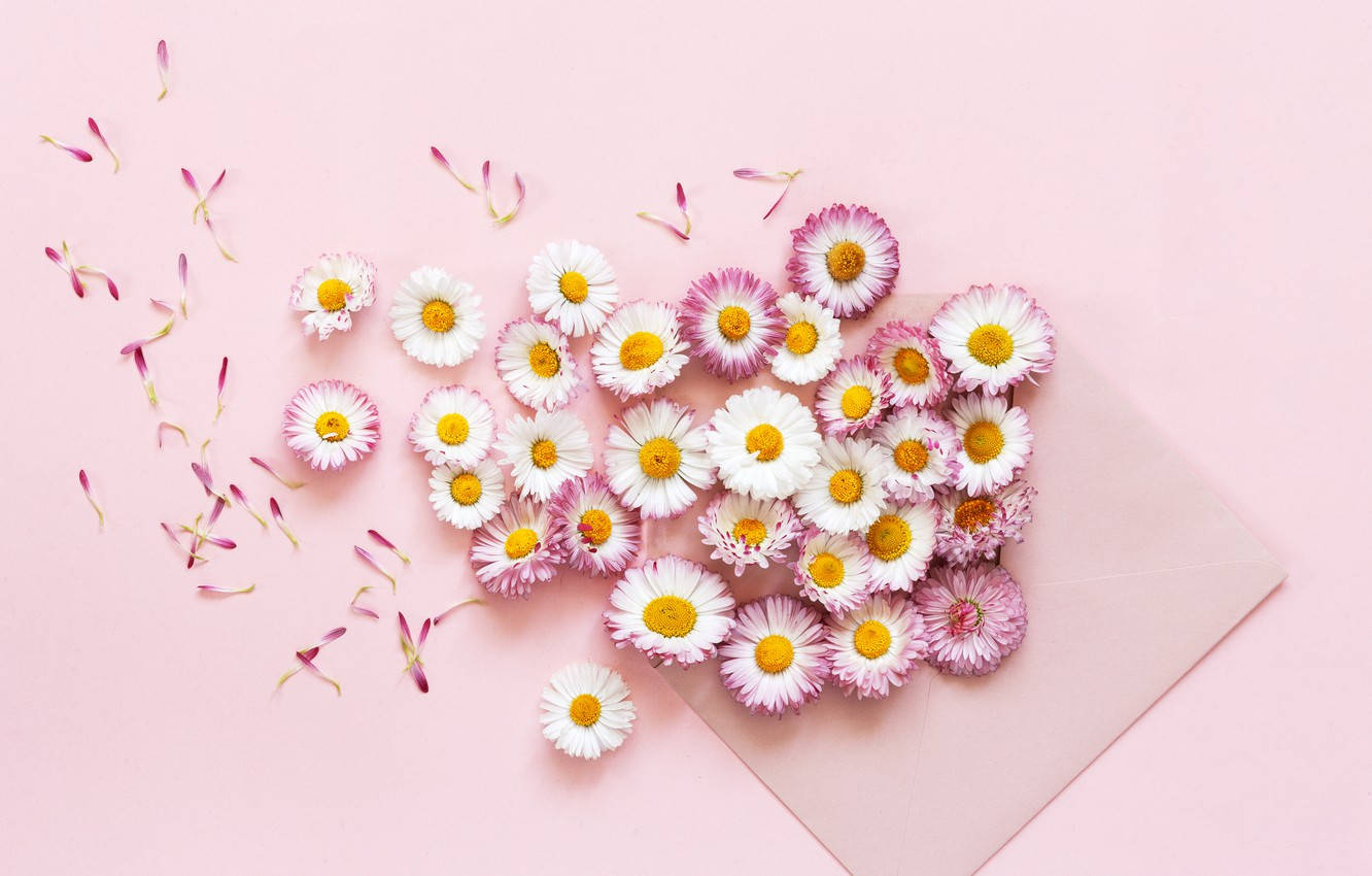 Purple daisy flower 2K wallpaper download