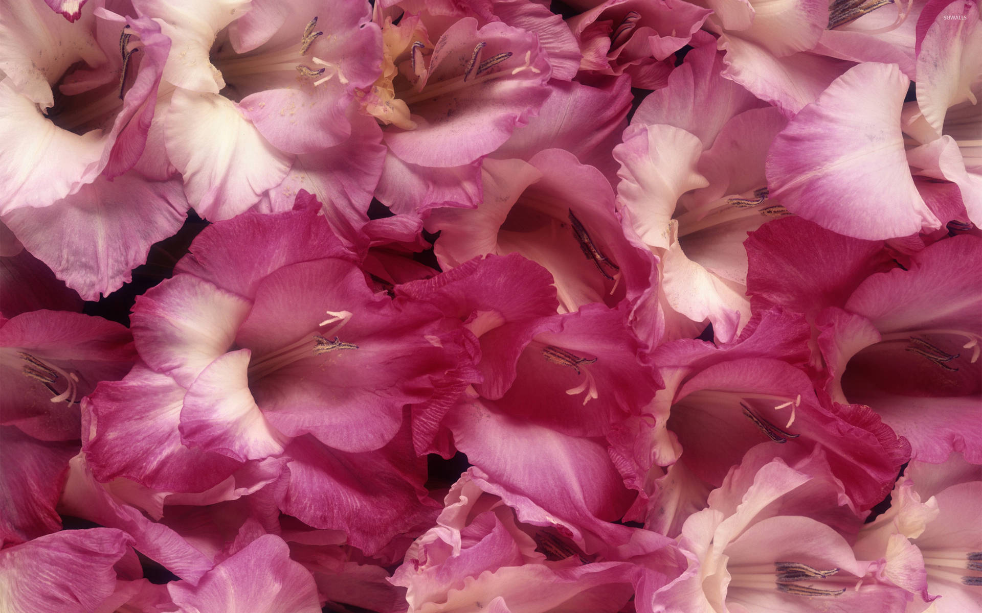 Floresde Gladiolos Rosas Fondo de pantalla