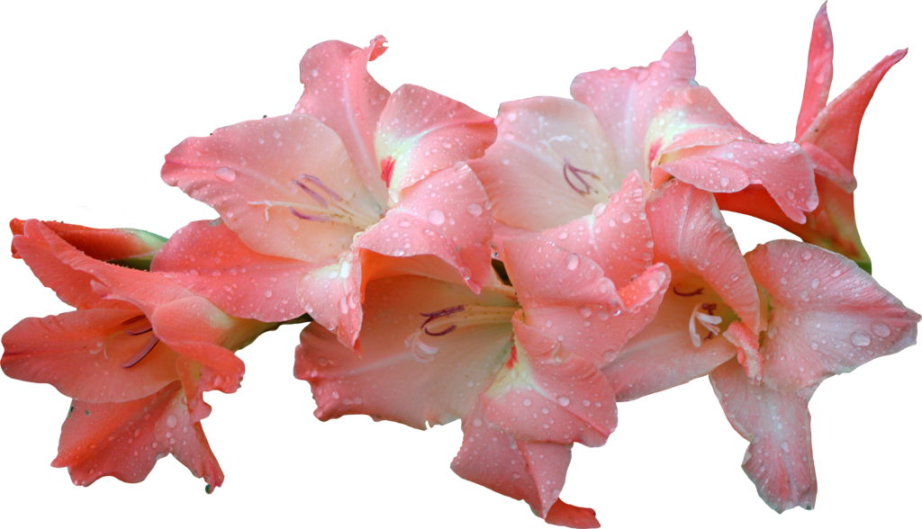 Pink Gladioluswith Water Droplets PNG