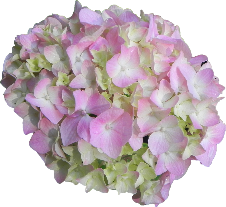Pink Green Hydrangea Bloom PNG