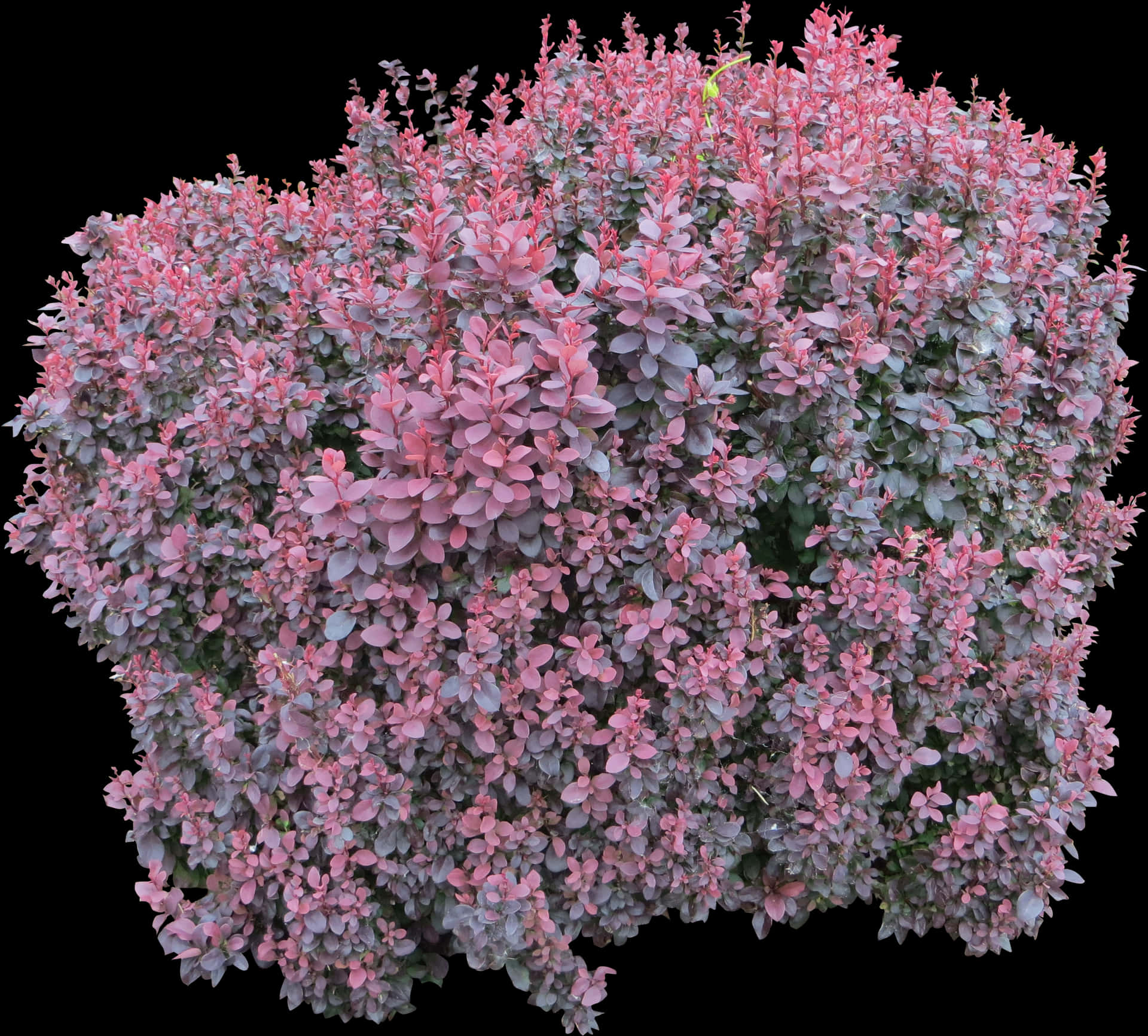 Pink Green Leaved Bush Isolated PNG
