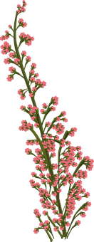 Pink Heather Sprig Black Background PNG