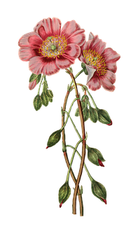 Pink Hellebore Botanical Illustration PNG
