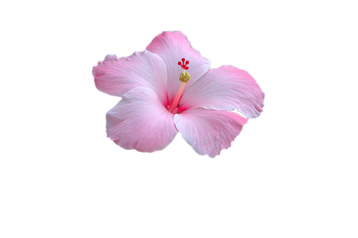 Pink Hibiscus Black Background PNG
