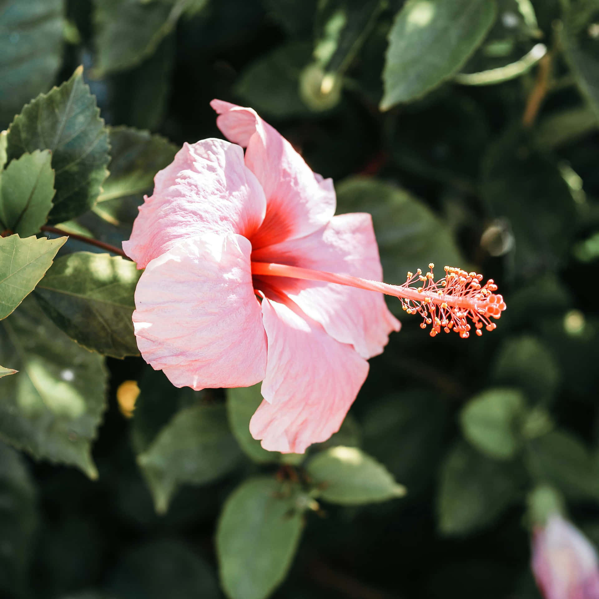 Pink Hibiscus Bloom Green Leaves Background Wallpaper