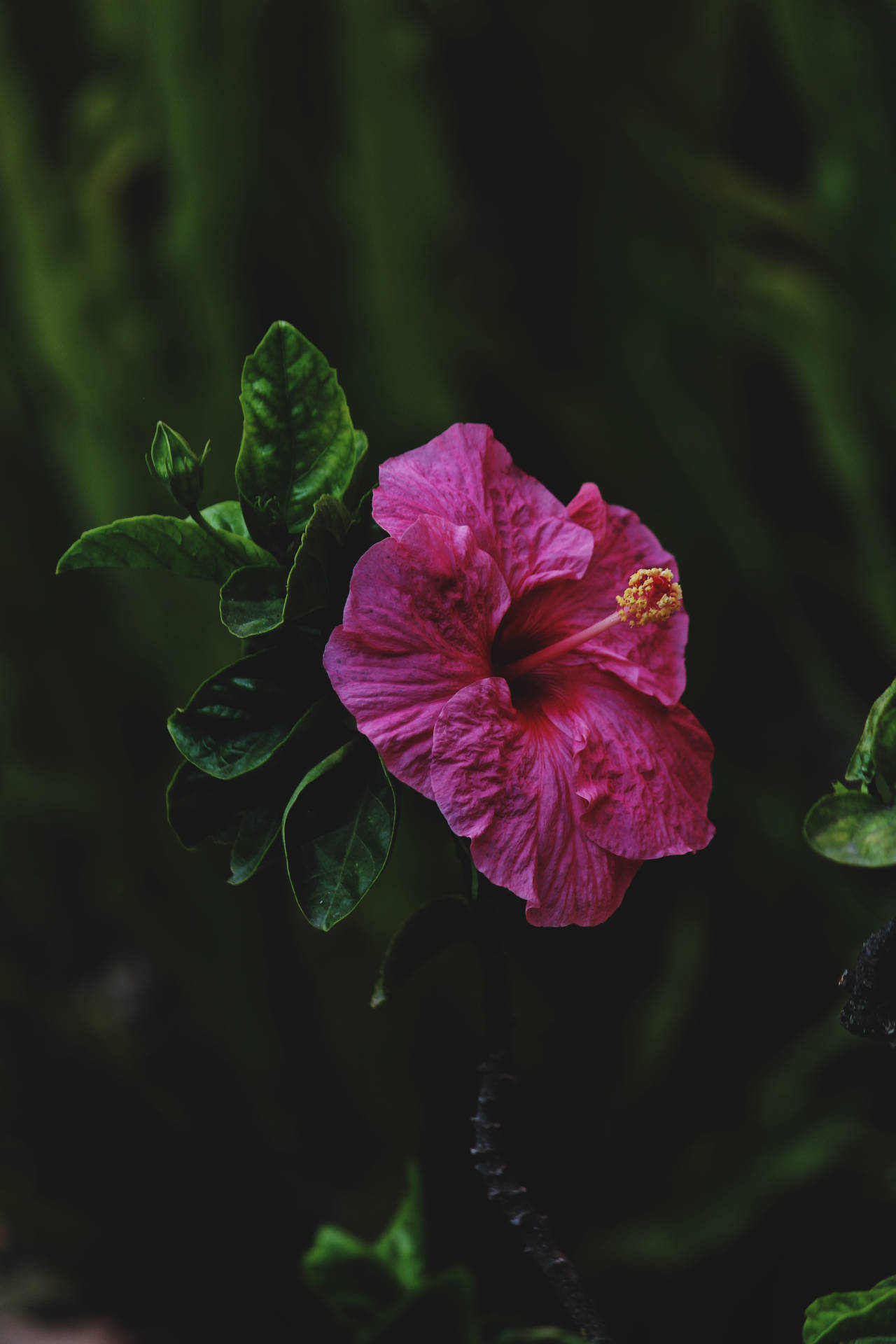 Pink Hibiscus Flower Android Wallpaper