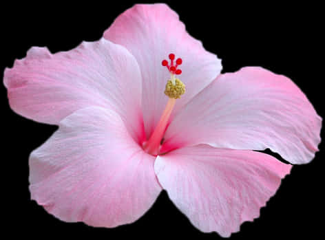 Pink Hibiscus Flower Black Background PNG