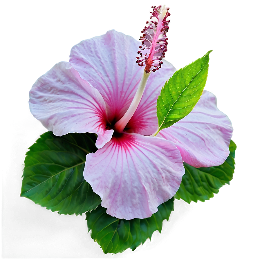 Pink Hibiscus Png 05242024 PNG