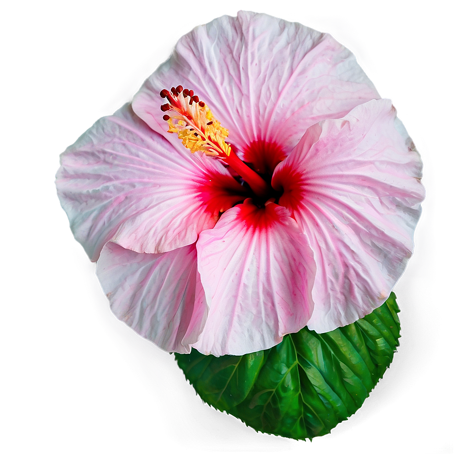 Pink Hibiscus Png Sqy PNG