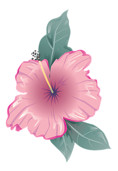 Pink Hibiscus Vector Illustration PNG