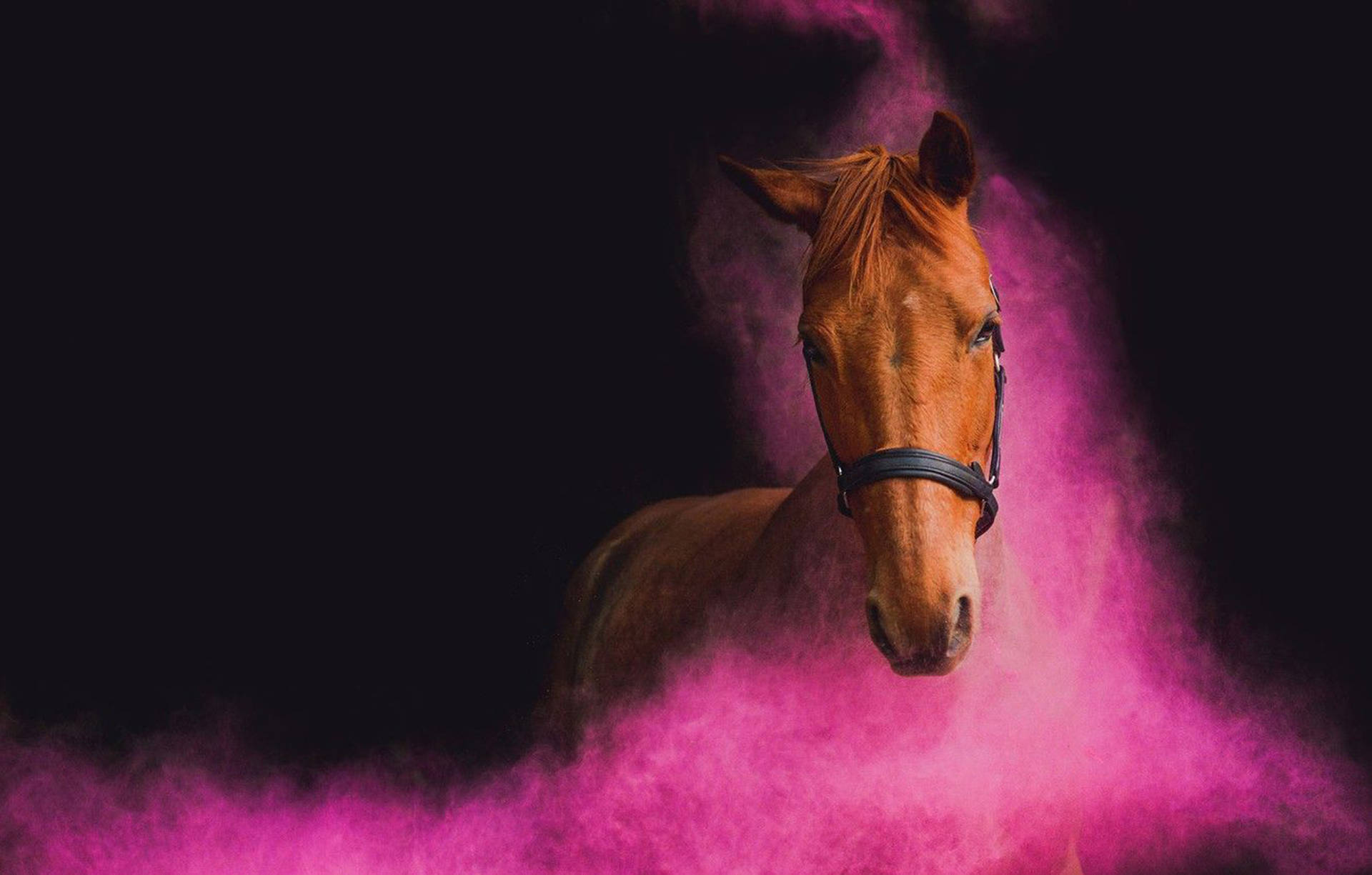 Pink Horse Face