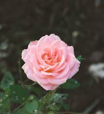 Pink Hybrid Tea Rose Flower Wallpaper