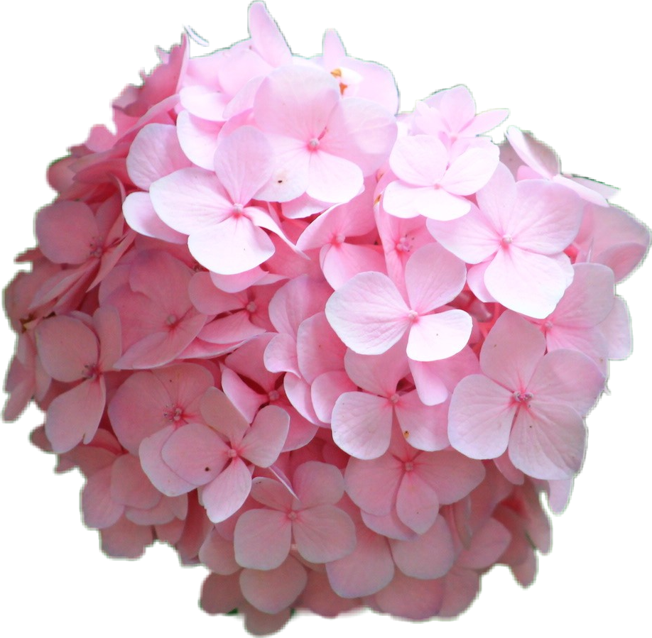 Pink Hydrangea Bloom Transparent Background PNG