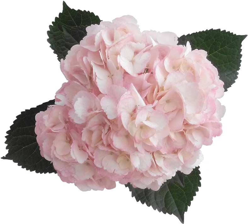 Pink Hydrangea Bloom Transparent Background PNG