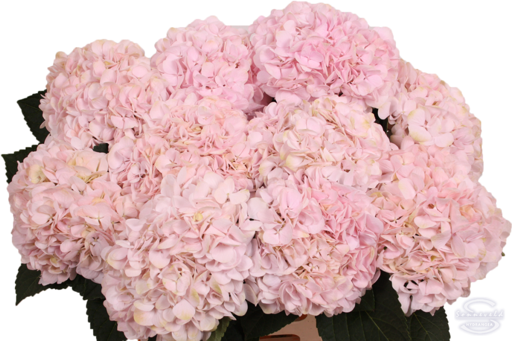 Pink Hydrangea Blooms Floral Display PNG
