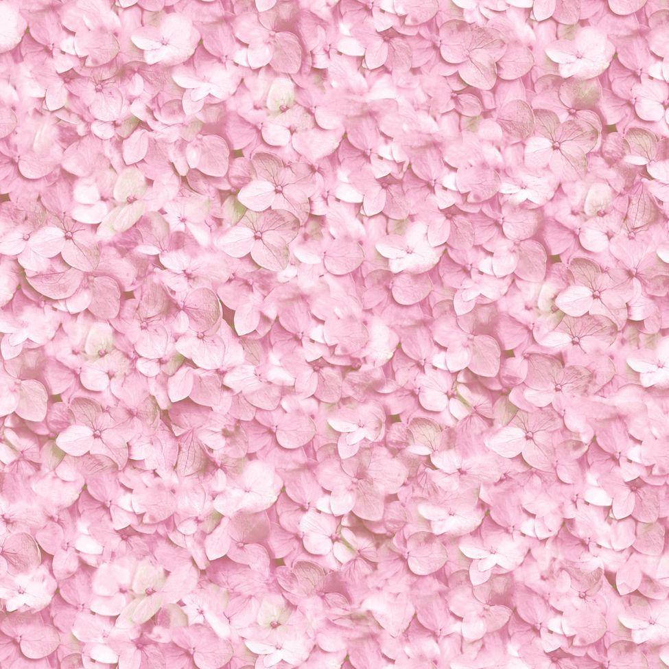 Pink Hydrangea Flower Texture Background