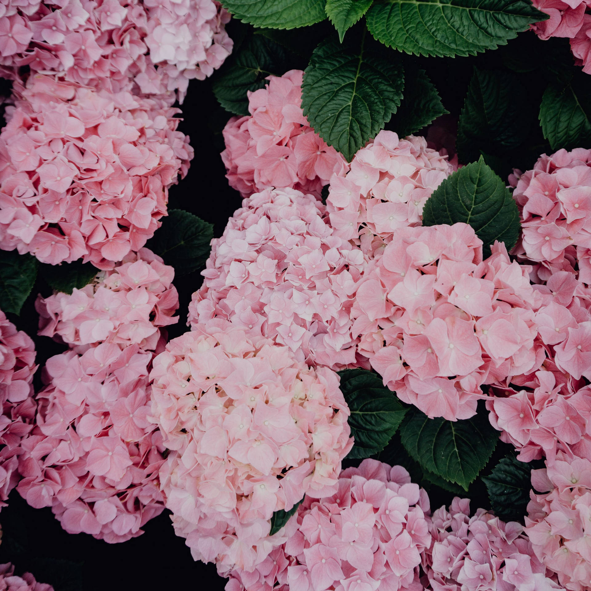 Pink Hydrangea Flowers Wallpaper