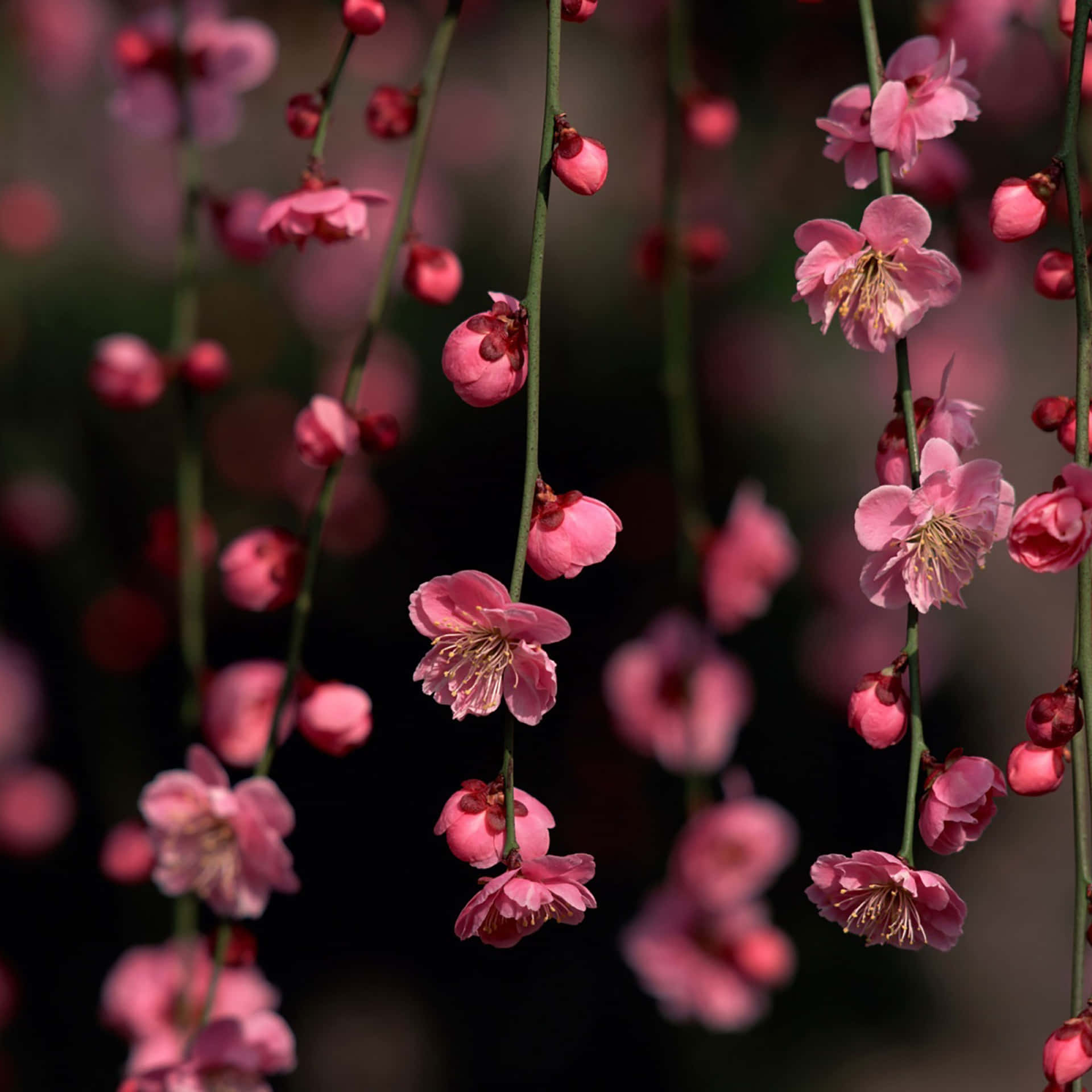 Pink Ipad Sakura Blossom Photography Wallpaper