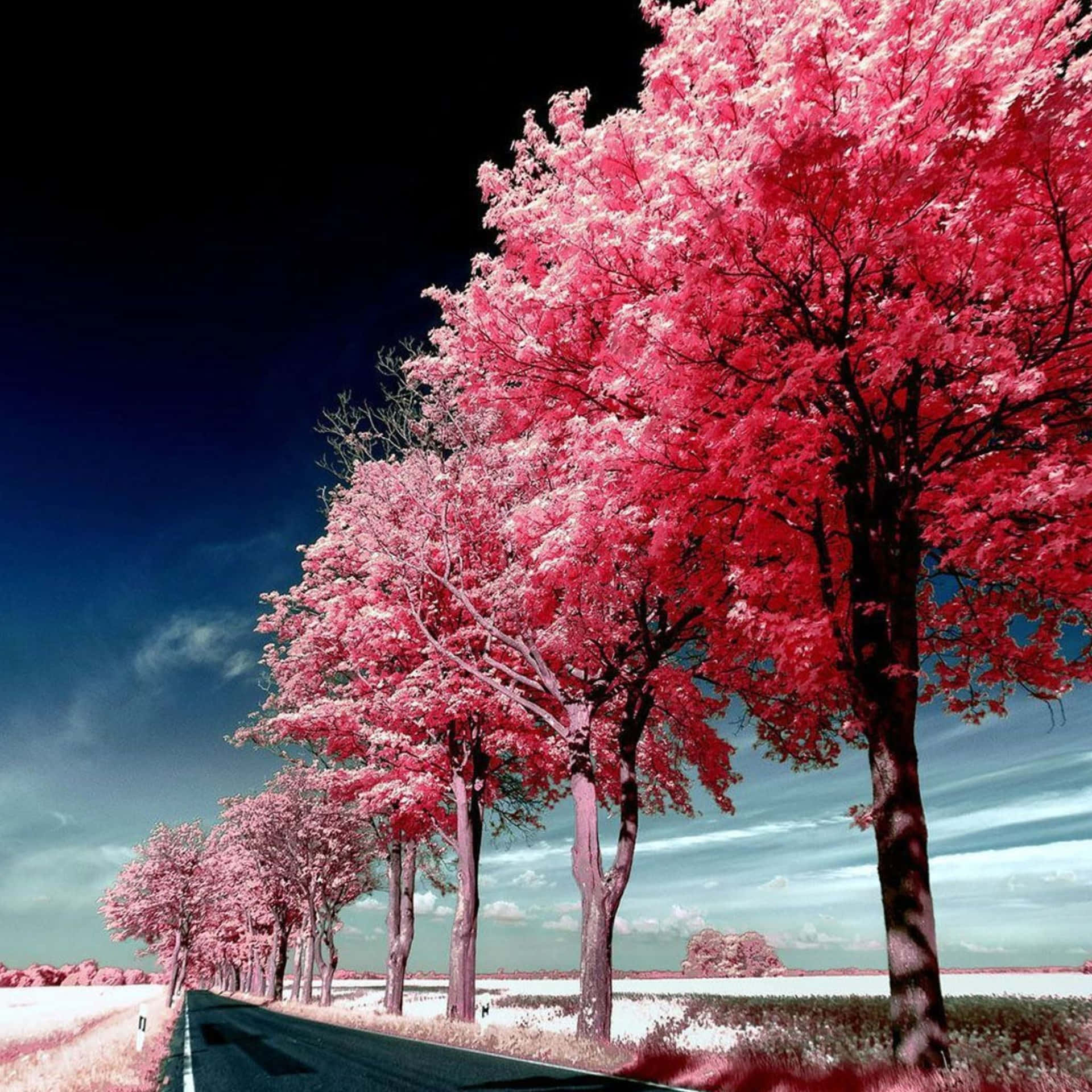 Fotografíade Árboles En La Carretera Para El Fondo De Pantalla De Un Ipad Color Rosa. Fondo de pantalla