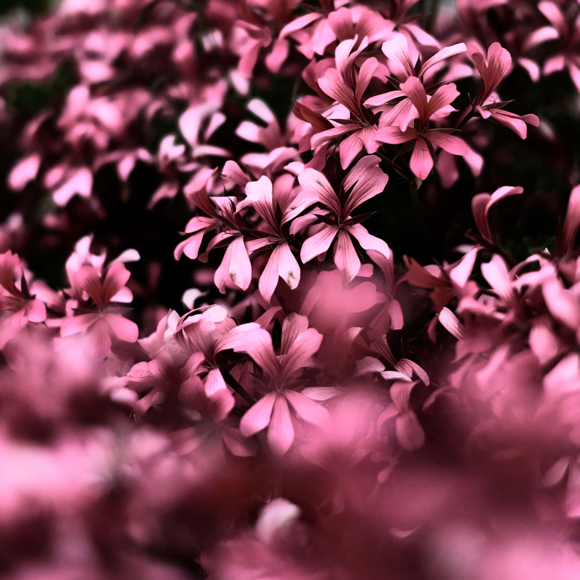 Pink Ipad Pro Flowers Wallpaper