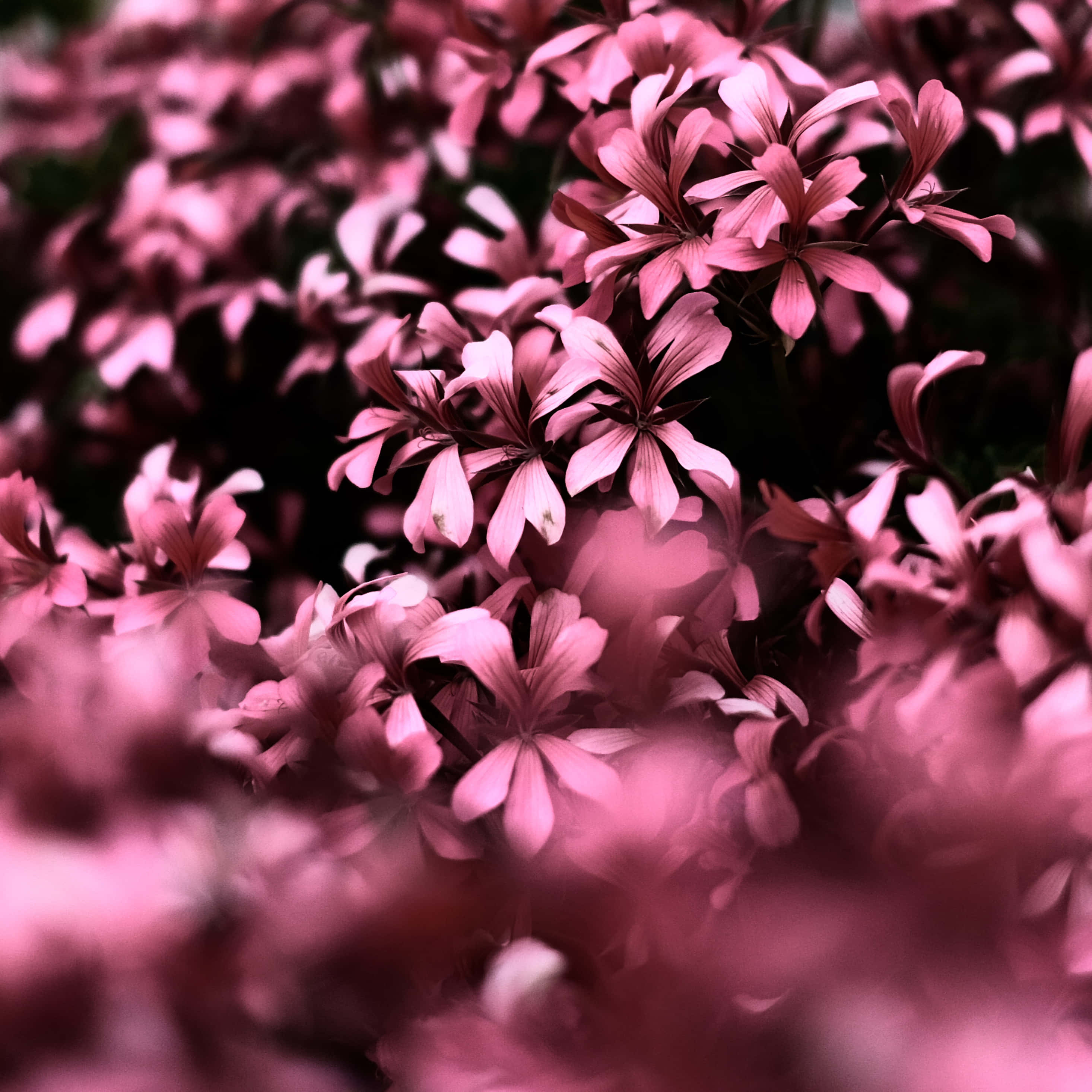 Pink Flowers In The Garden Wallpaper