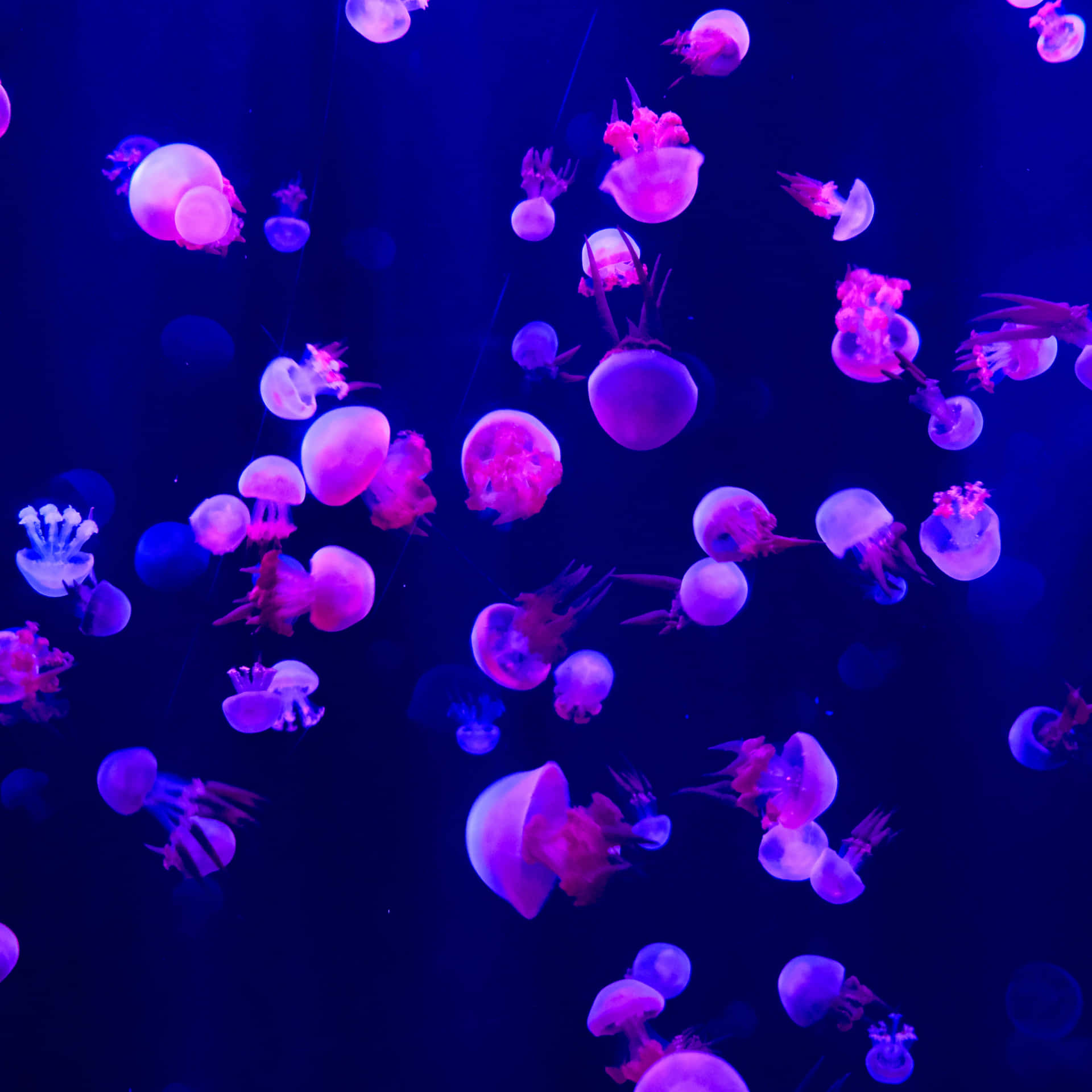 Pink Ipad Pro Jellyfish Wallpaper