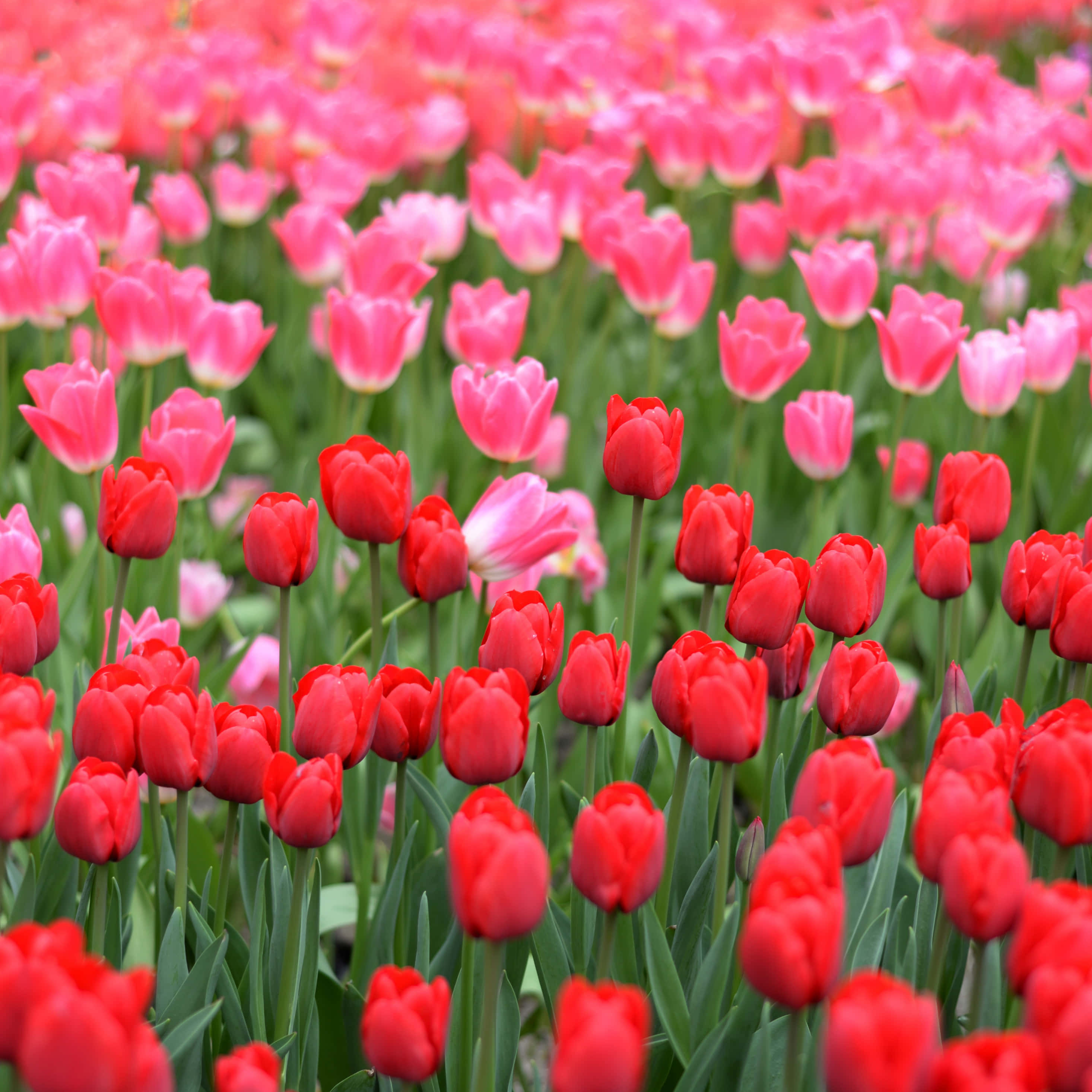A Field Of Red And Pink Tulips Wallpaper