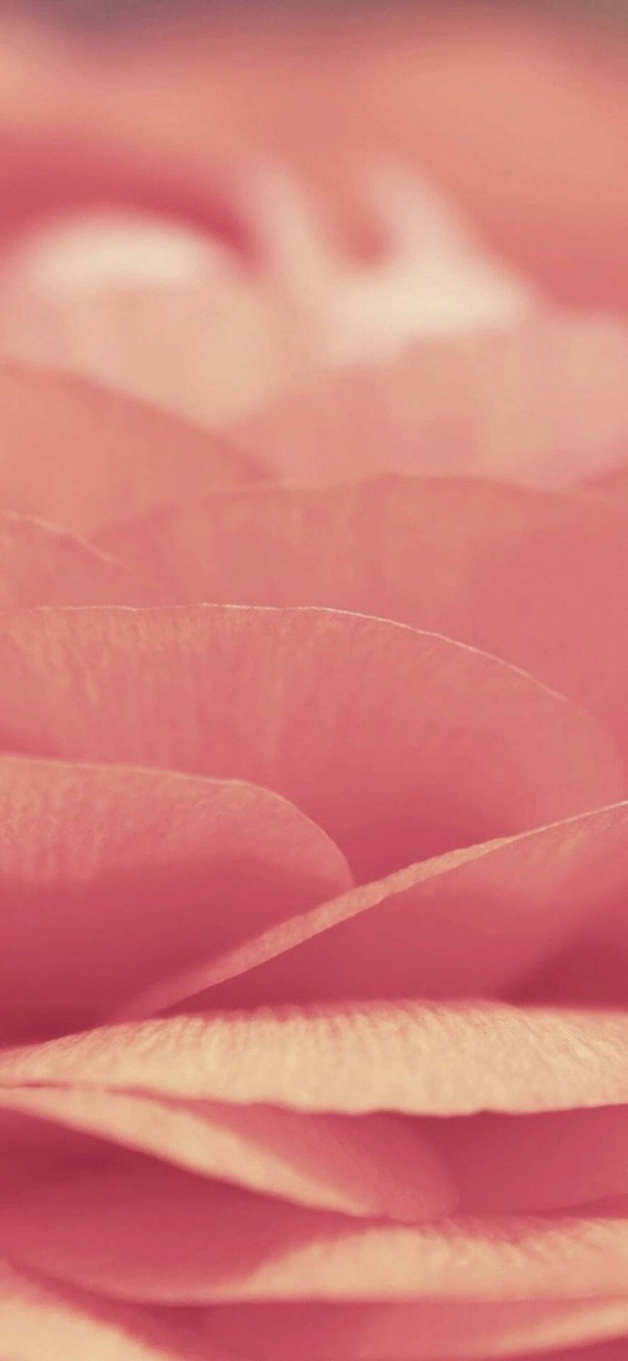Kollain Denna Trendiga Rosa Iphone Xr! Wallpaper