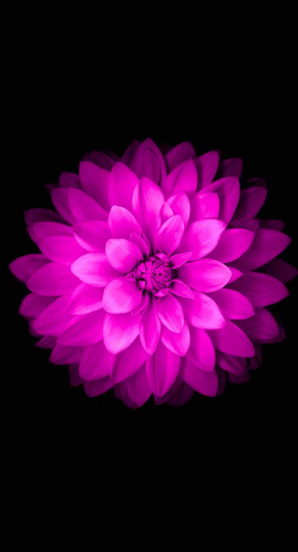 Ultra Pink Iphone Xr Flower Wallpaper
