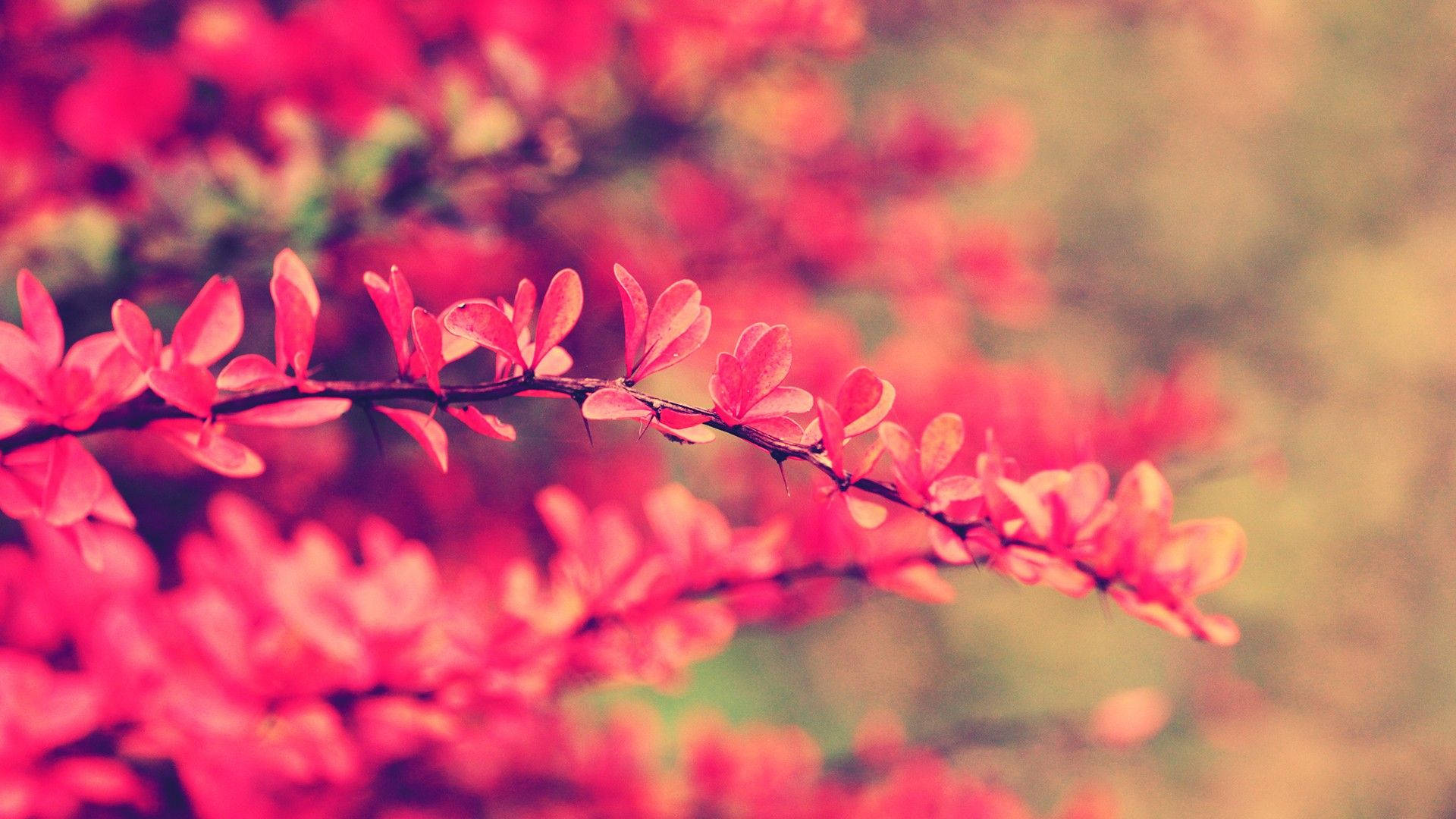 Breathtaking Pink Japanese Barberry Blooms Wallpaper