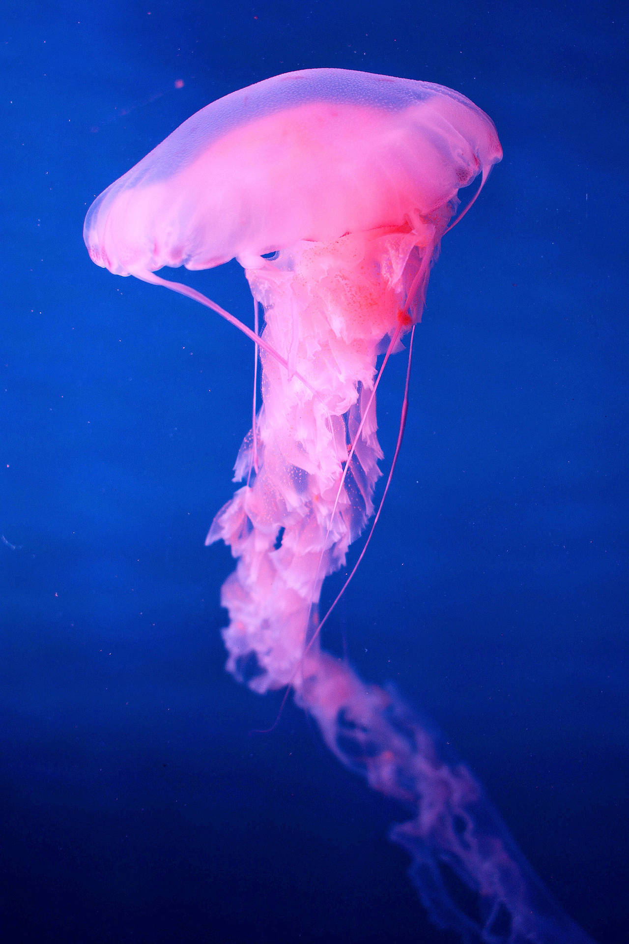 A pink jellyfish glows in the underwater ocean Wallpaper