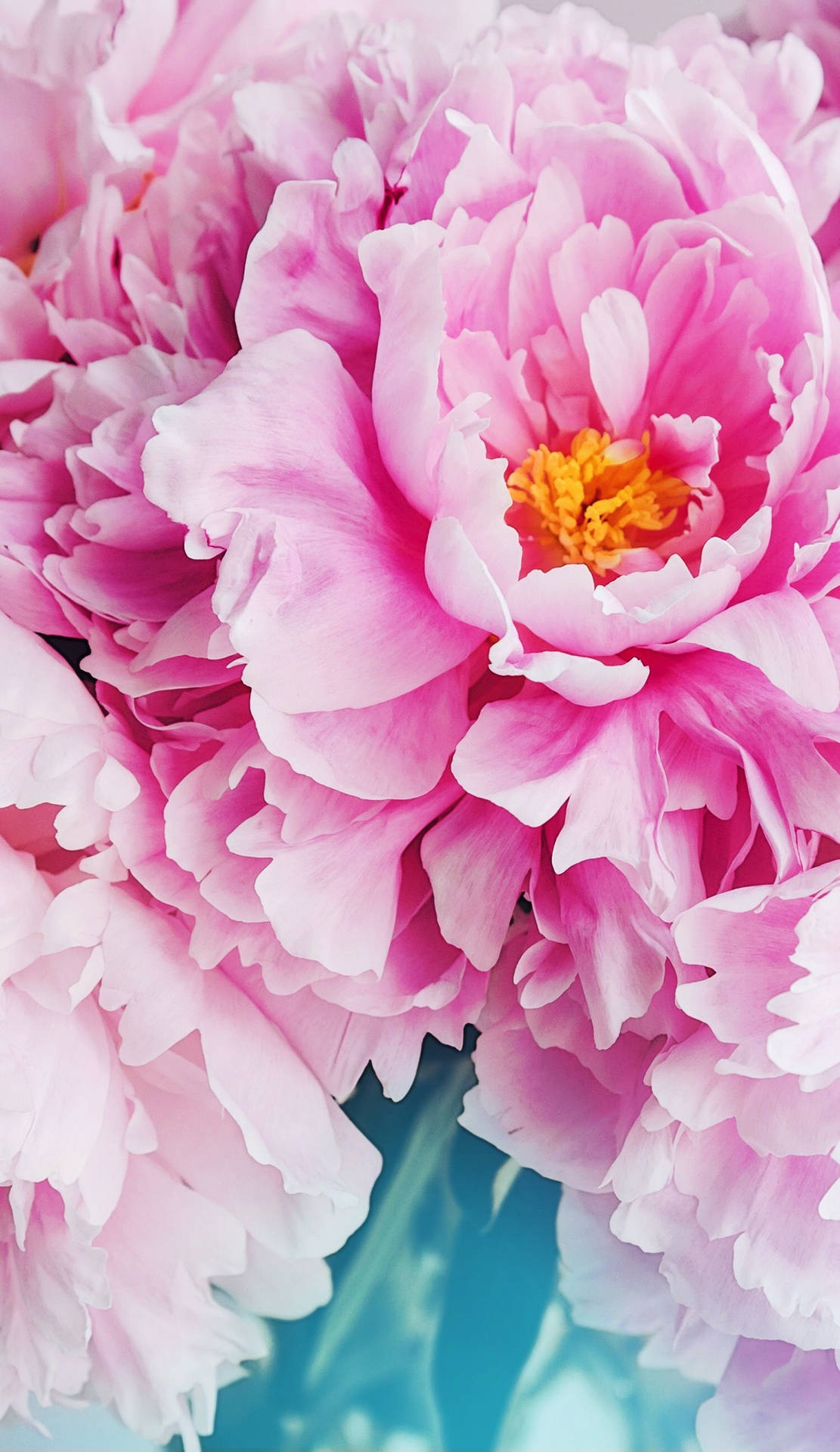 Pink Kronblade Blomster Iphone Wallpaper