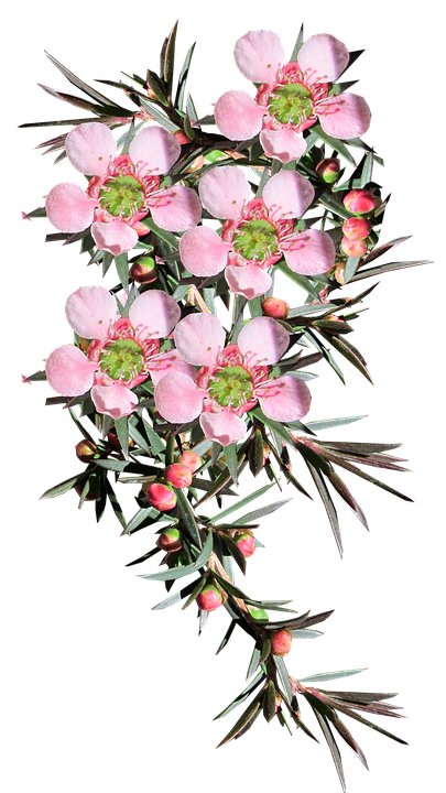 Pink Leptospermum Flowers PNG
