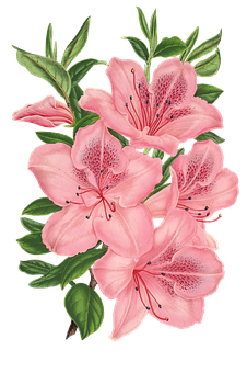 Pink Lily Bouquet Illustration PNG