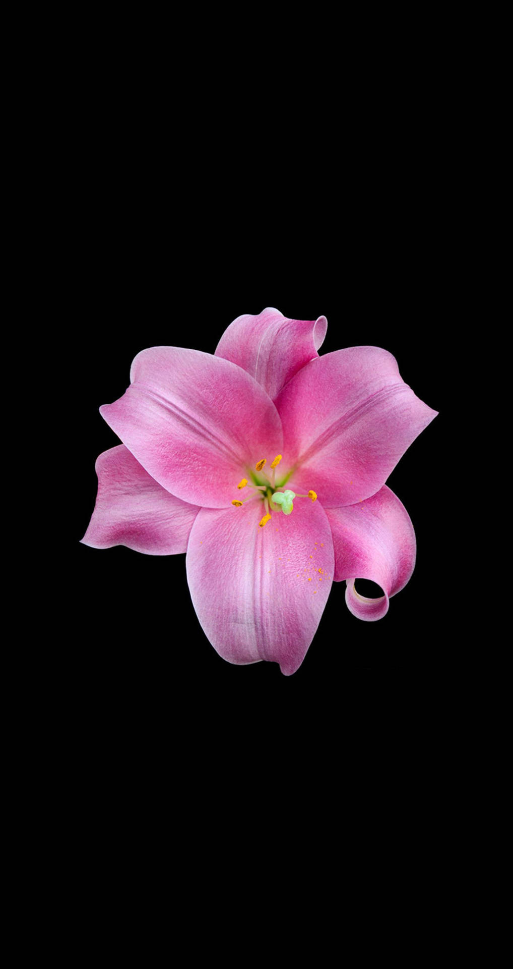 Pink Lily Flower Apple Wallpaper