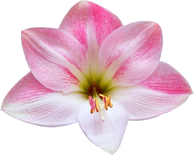 Pink Lily Flower Isolated Background PNG